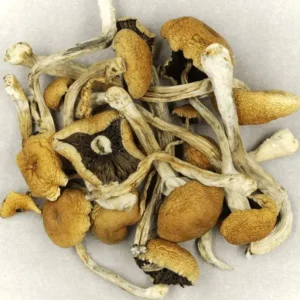 Brazylijskie Cubensis Magic Mushrooms