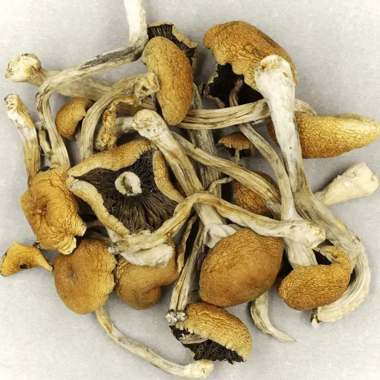 Brazylijskie Cubensis Magic Mushrooms