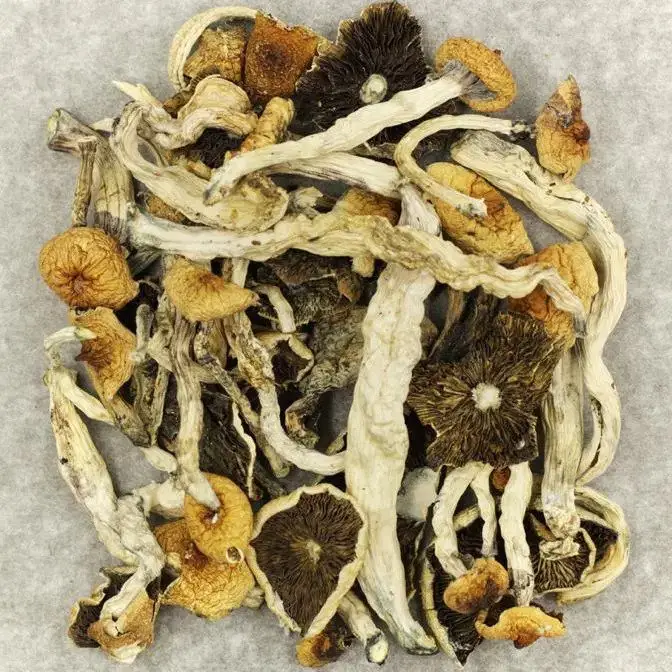 Kubańskie Bączki (Cuban Cubensis)