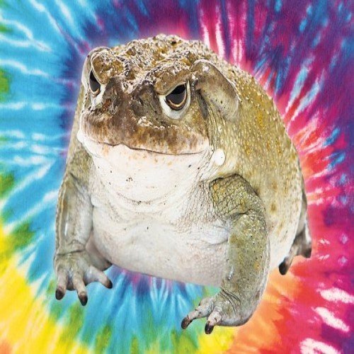 Jad Ropuchy Bufo Bufo (1 gram)
